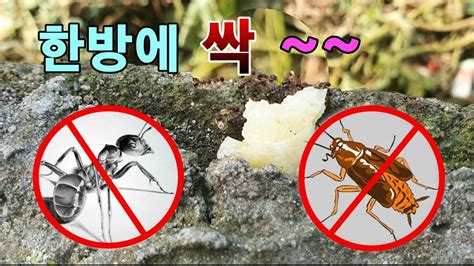 개미 바퀴벌레 공존